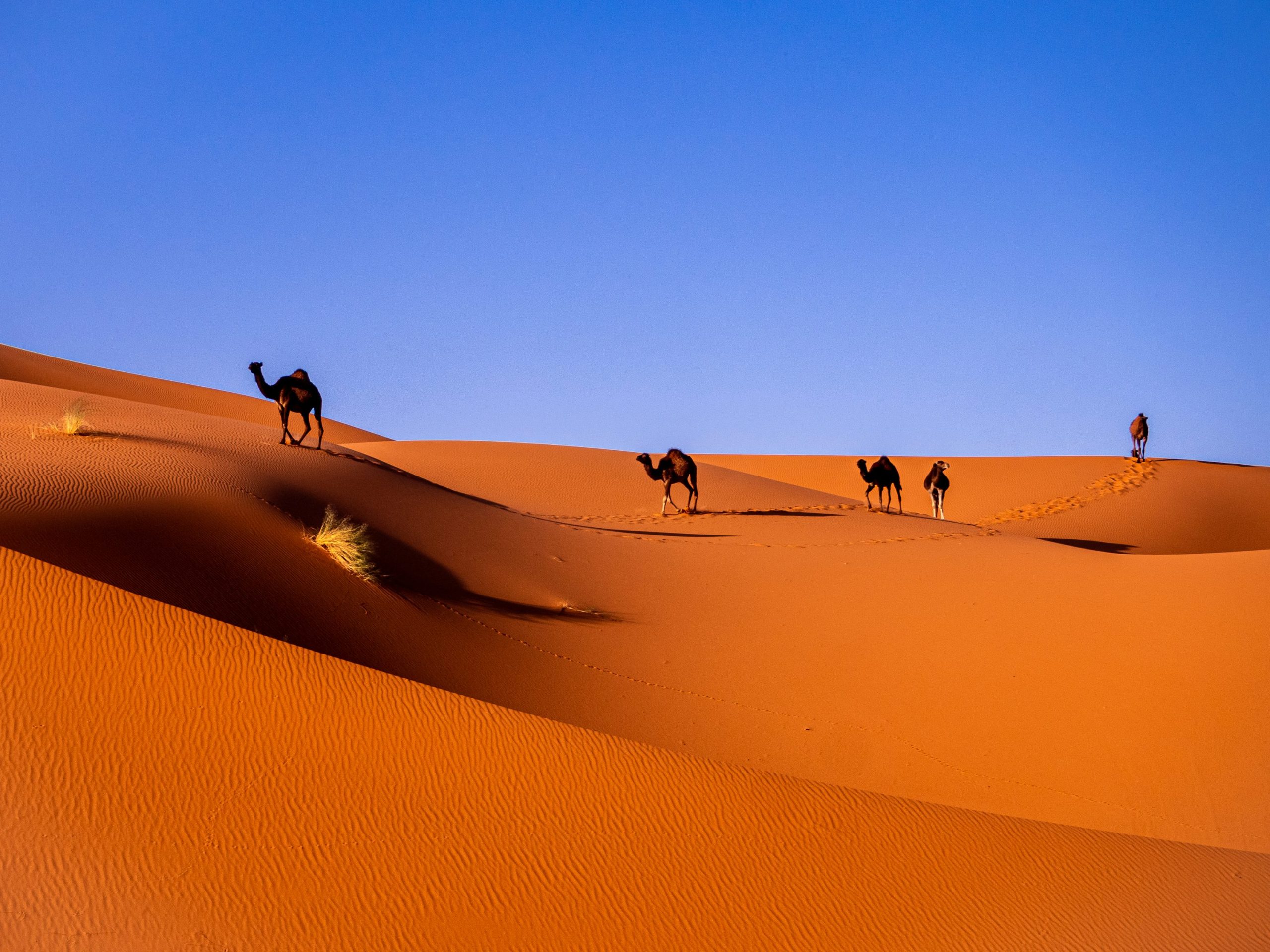 Questo tour di 15 giorni in Marocco con ZagoraExperience è un'opportunità unica per esplorare la ricchezza culturale, storica e naturale del paese. Dal fascino delle città imperiali come Marrakech e Fes, alle maestose catene montuose dell'Atlante, fino alle affascinanti dune del deserto del Sahara e alle coste ventose di Essaouira, ogni tappa offre un'esperienza indimenticabile.