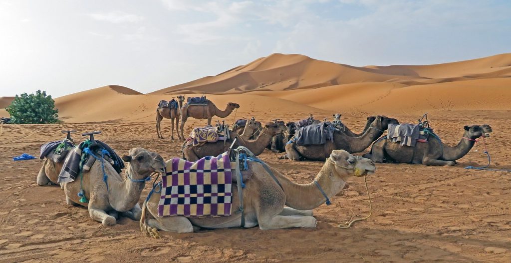 desert tour from fes 2 day from Fes to merzouga Scenic tour through Morocco’s diverse landscapes, including Ifrane, the Sahara Desert, cedar forests, and Ziz Gorges, with a camel trek and night in a nomadic camp